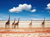 Herd of giraffes