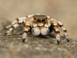 Cute Spider