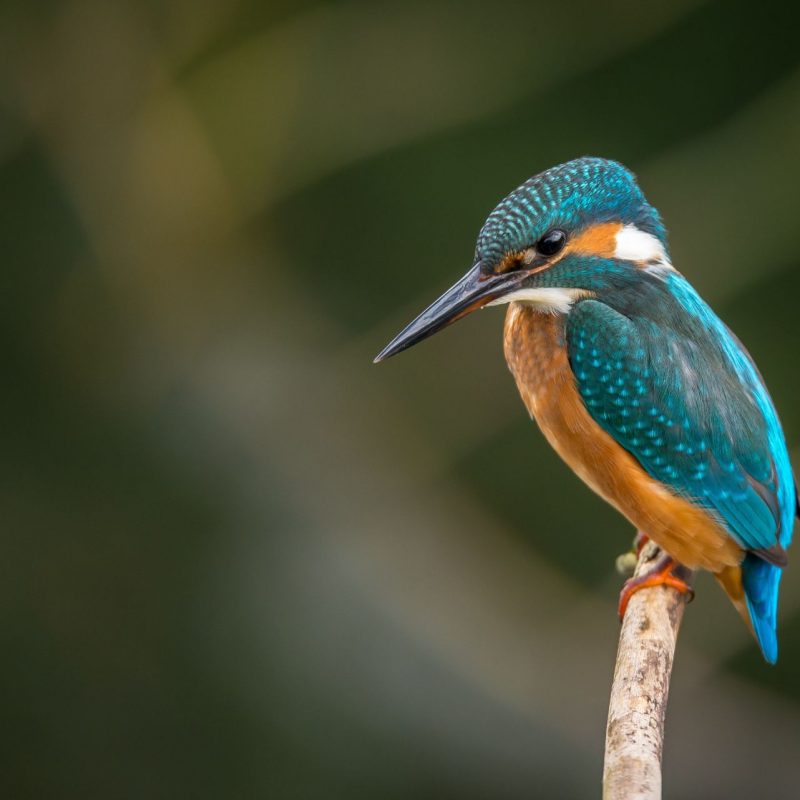 Kingfisher