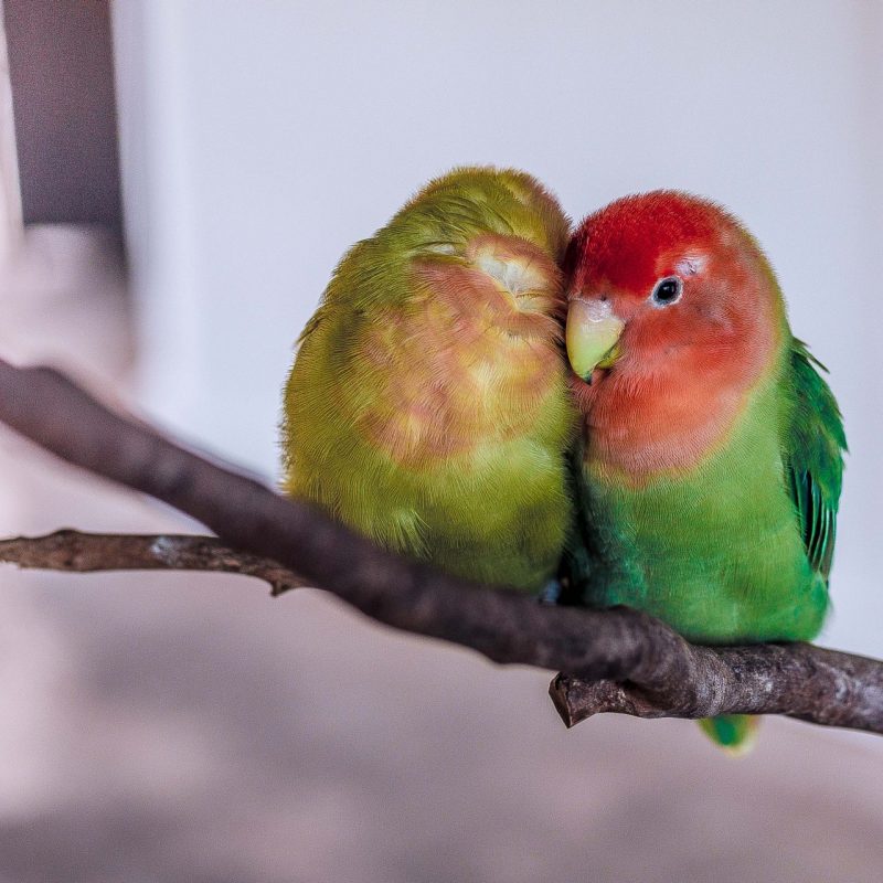 Lovebirds